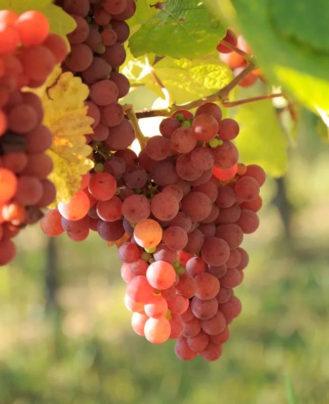 1660815263853564.jpg 0014.jpg